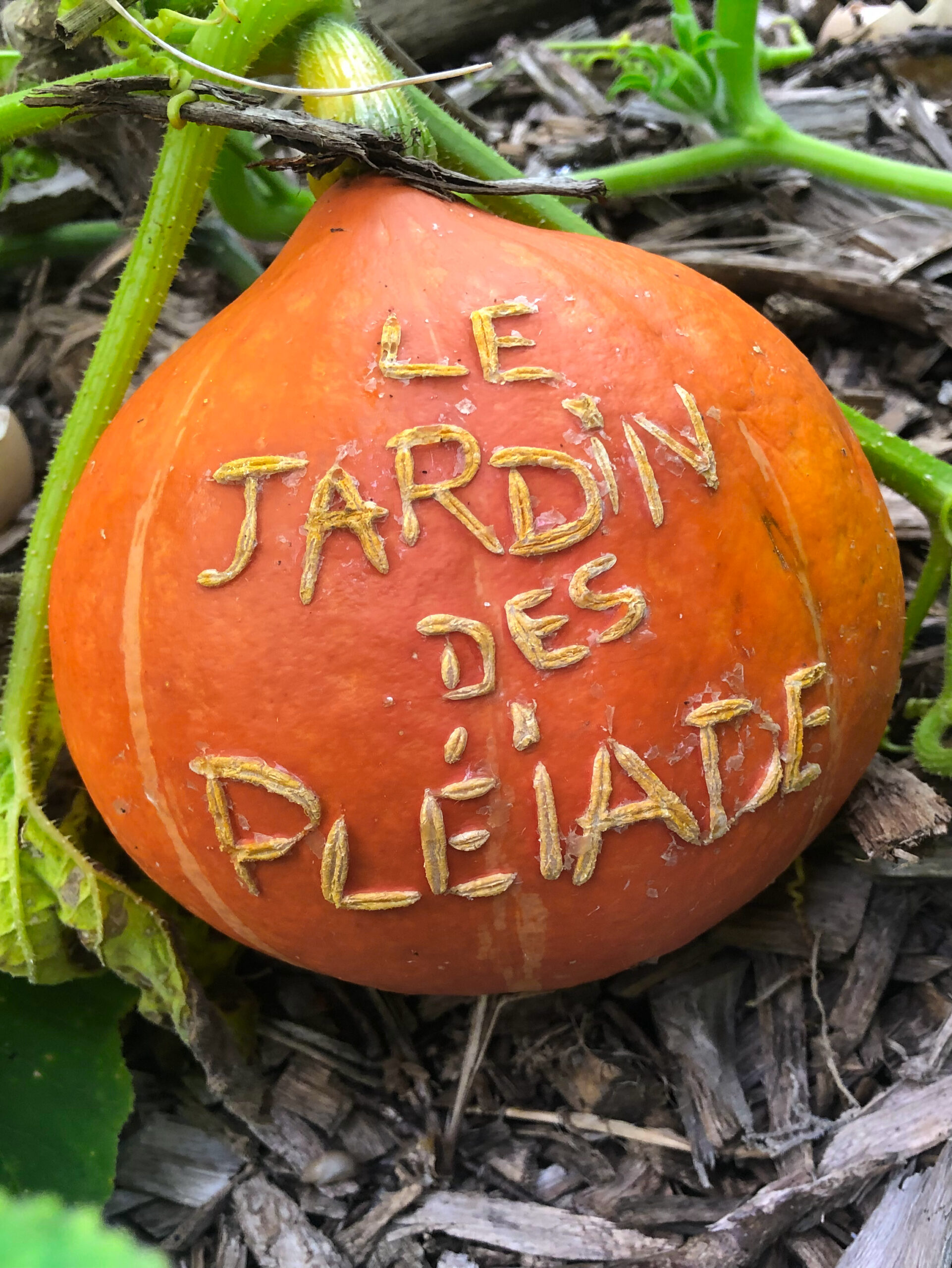 courge du jardin des pléiades